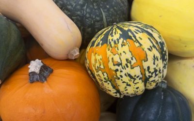 Roasted Fall & Winter Squash with Fennel and Herbs