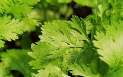 12 Cilantro Benefits, Nutrition & Recipes